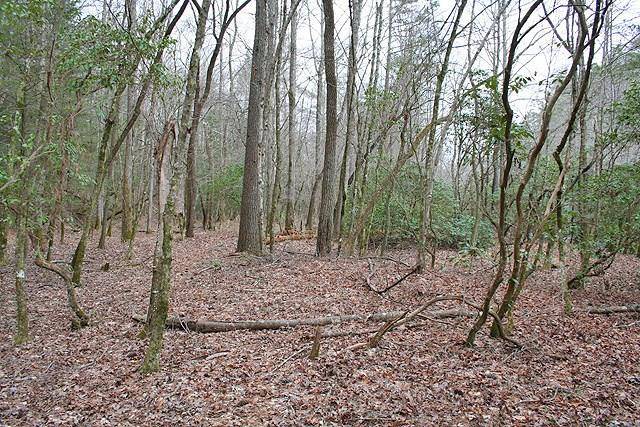 Dahlonega, GA 30533,41Ac Laurel Point RD E