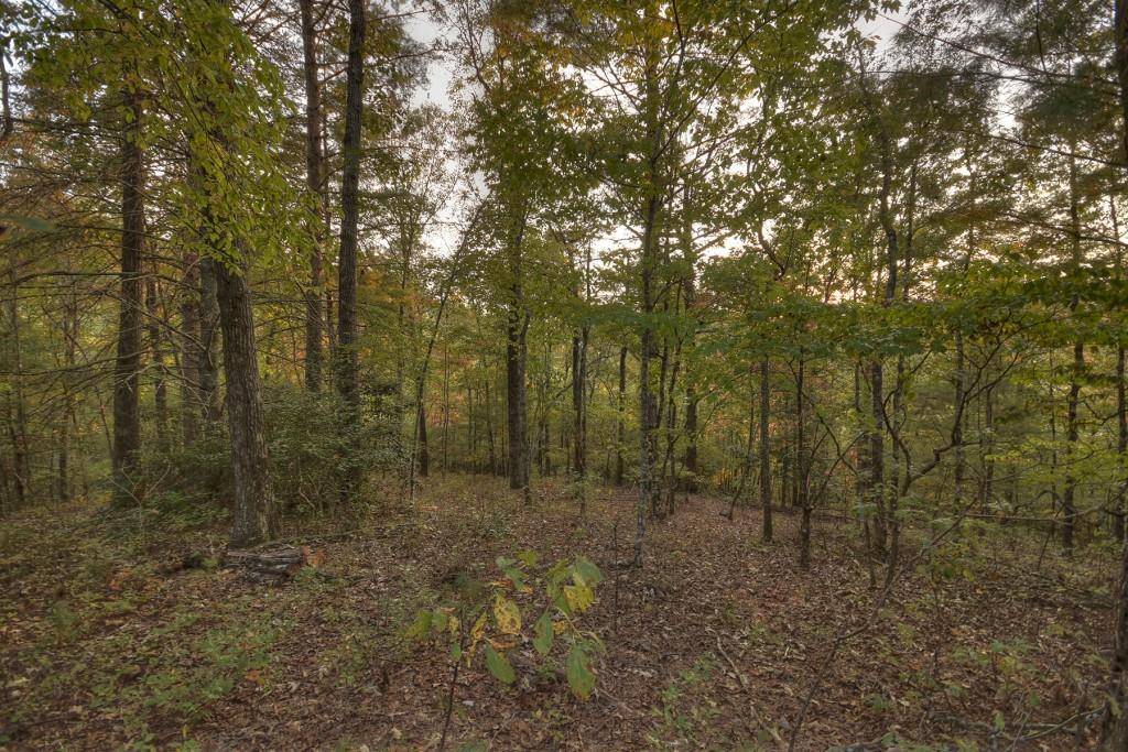 Mineral Bluff, GA 30559,0 Coldwater Creek DR