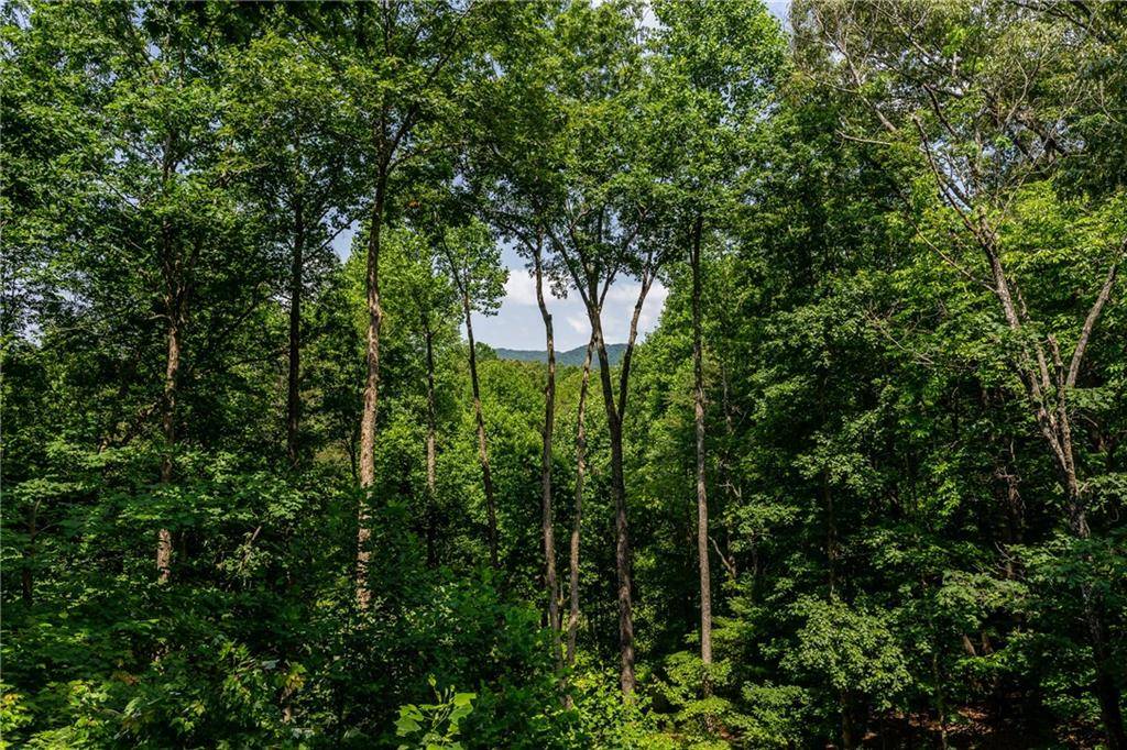 Cherry Log, GA 30522,1134 Maggie Chapman RD