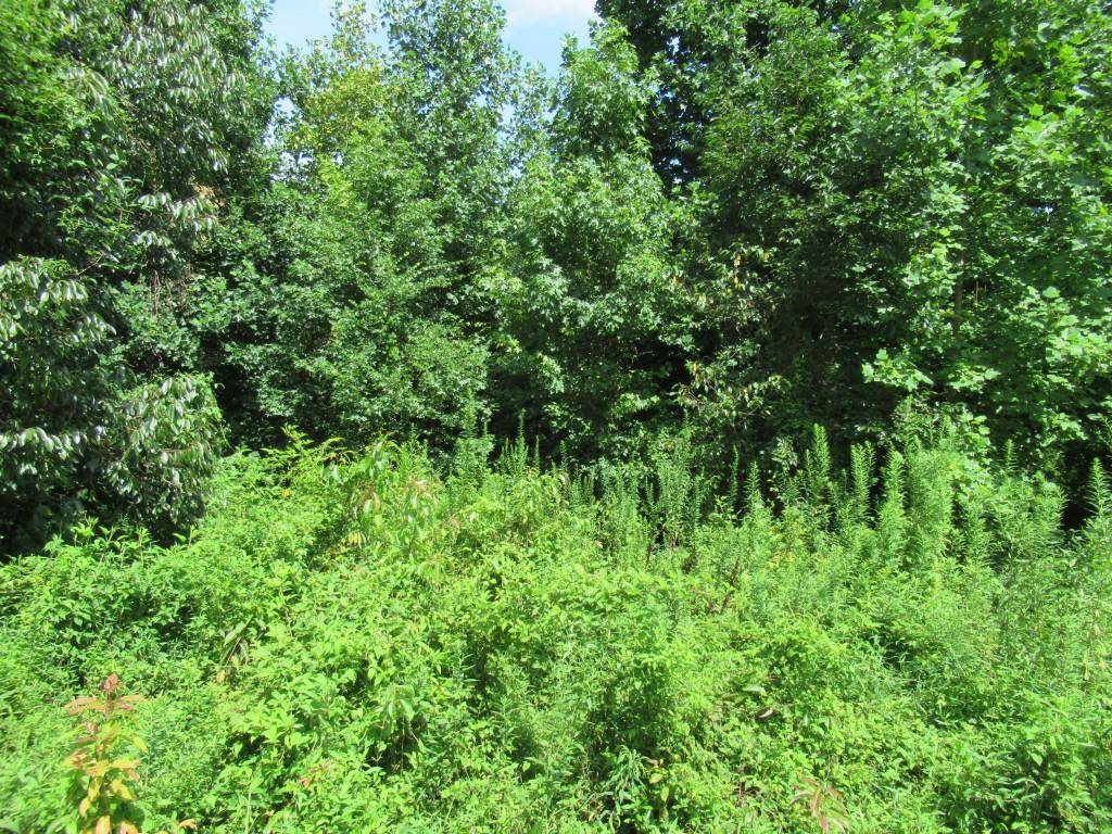 Cleveland, GA 30528,Lot 58 Meadow Crest DR