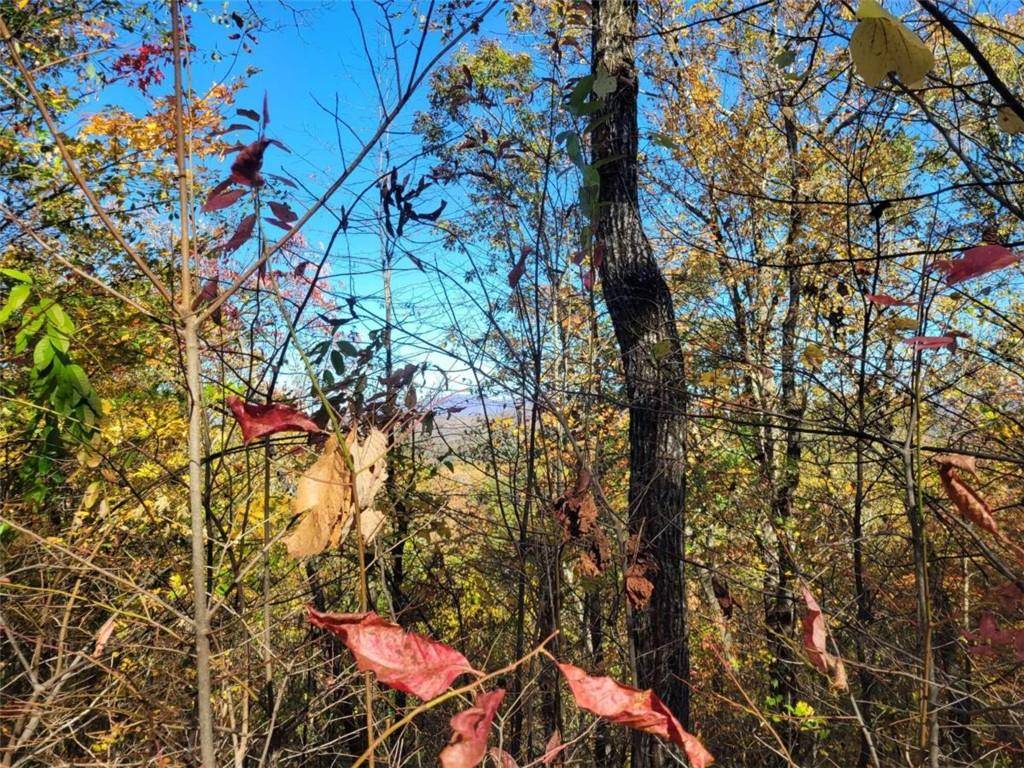 Ellijay, GA 30540,14 AC Old Burnt MTN