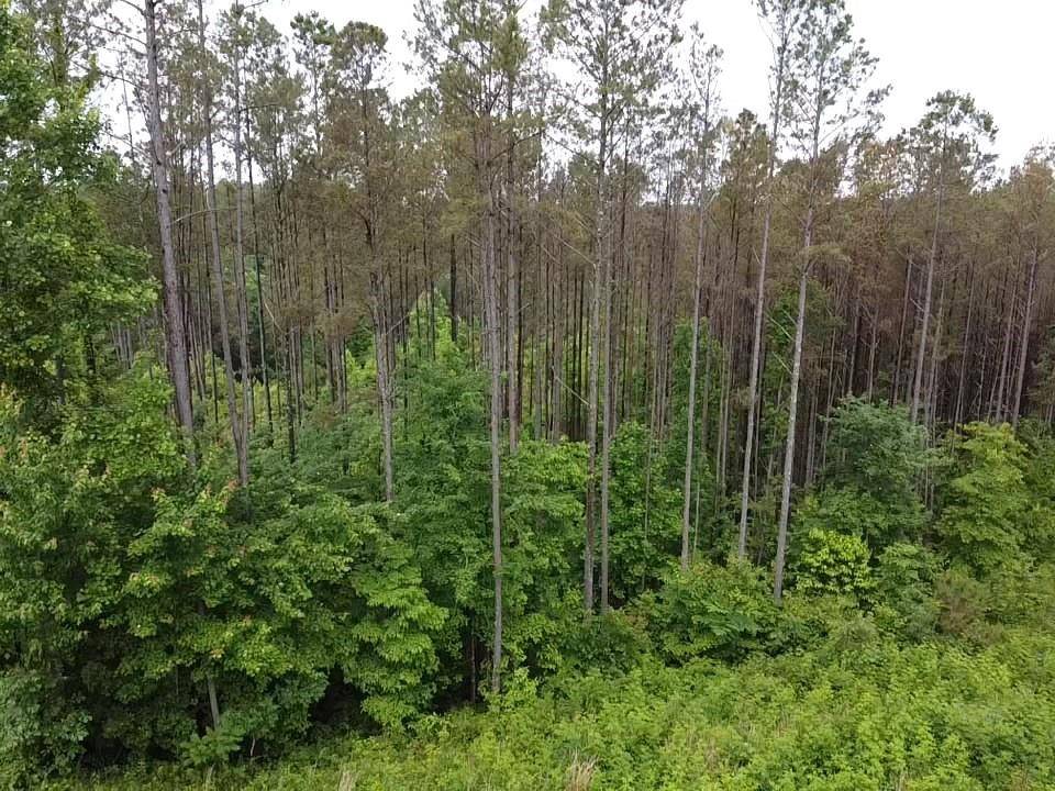 East Ellijay, GA 30540,Lot 37 Pine Grove LN