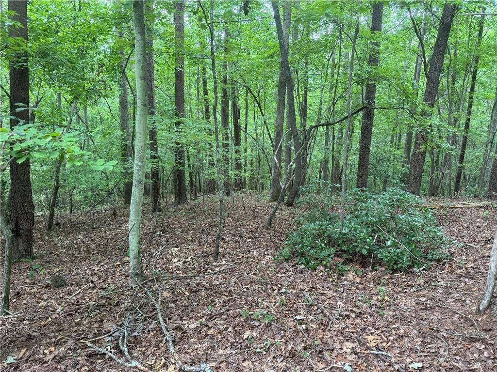 Dahlonega, GA 30533,00 Captain McDonald