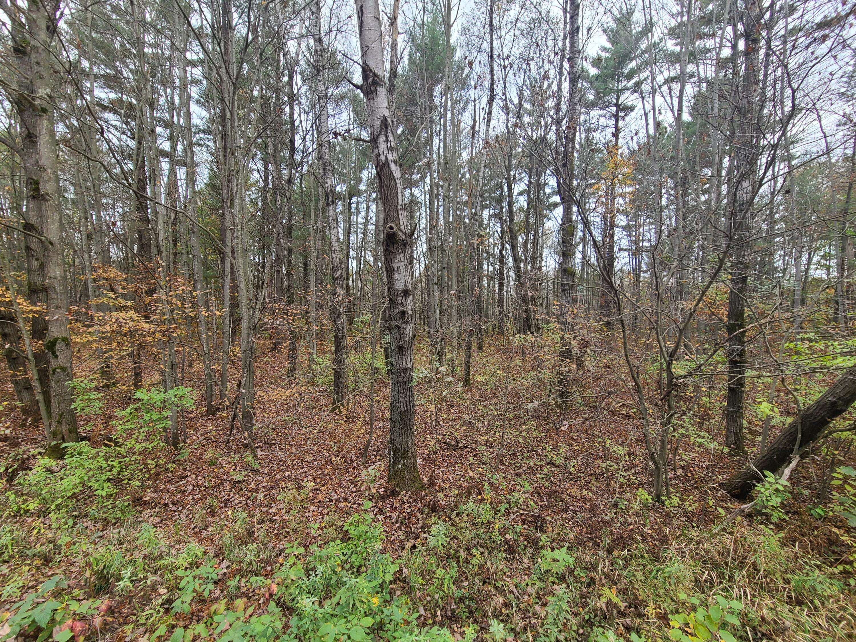 Butler, WI 54771,0 TIeman Ave