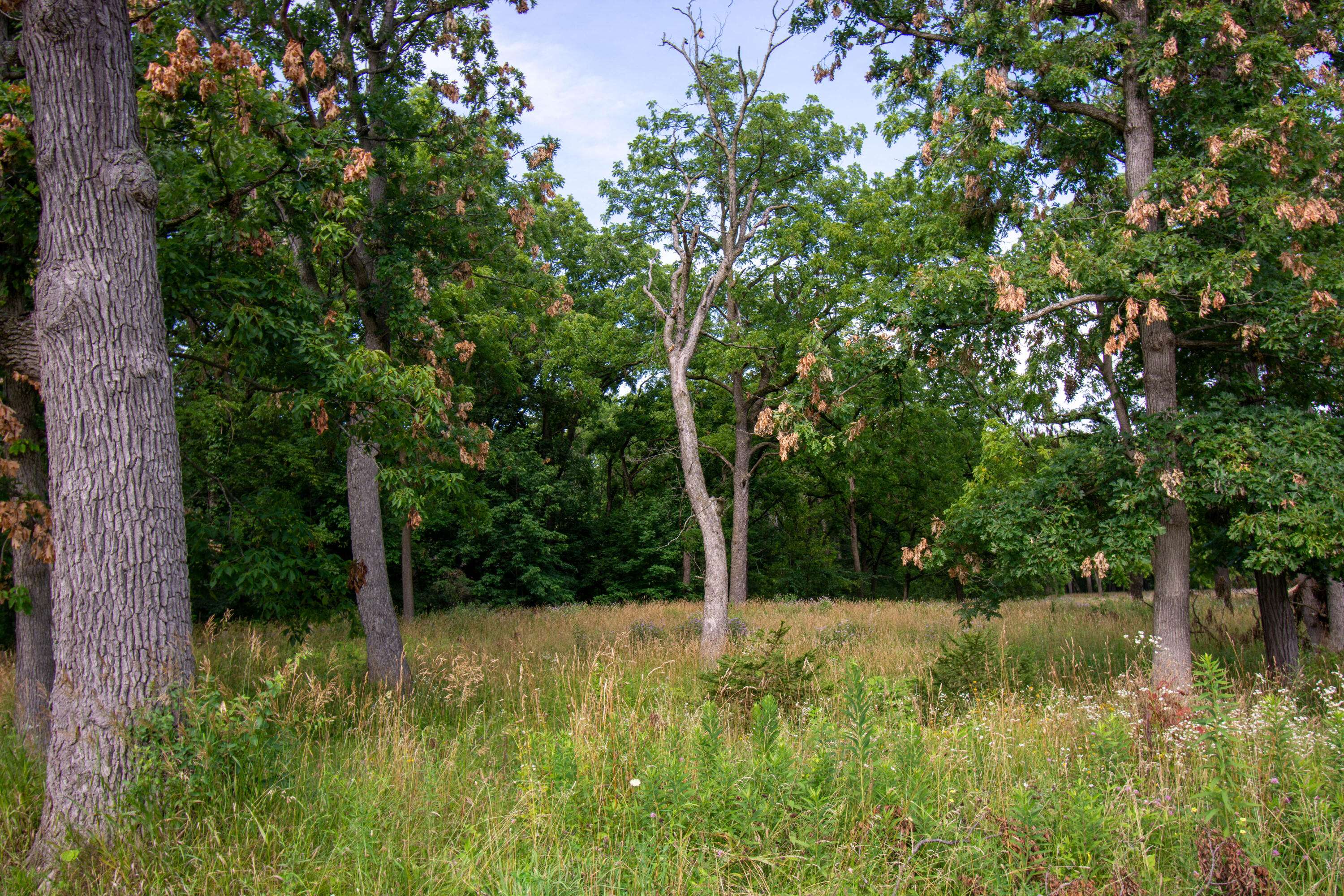Geneva, WI 53147,Lt20 Springfield Rd
