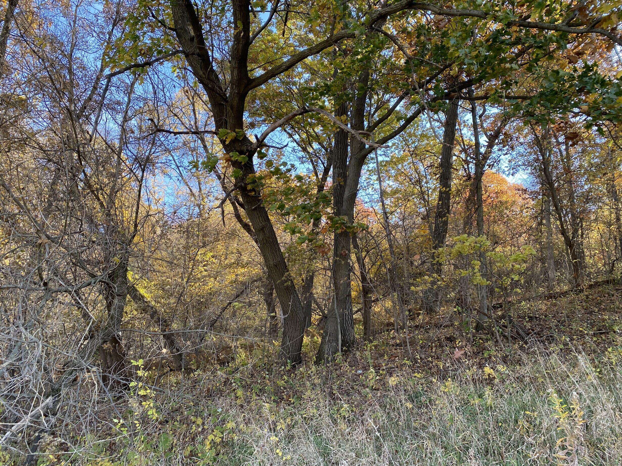 Onalaska, WI 54650,Lot 59 Pinewood Dr