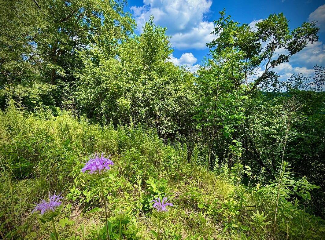 Hillsdale, MN 55987,0 County Road 20 -
