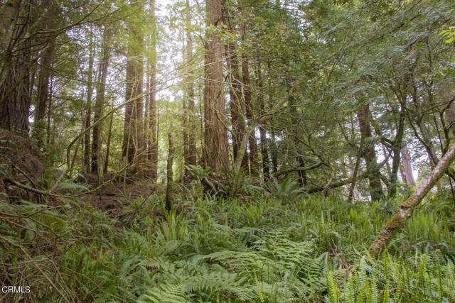 Fort Bragg, CA 95437,32100 Forest Lane