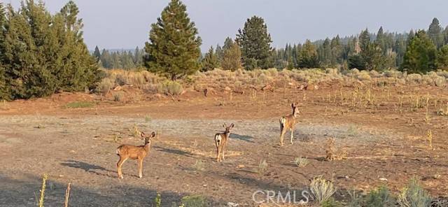 Alturas, CA 96101,10 Basin and Helms Road