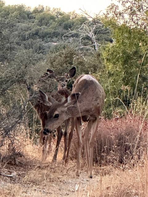 Lake Arrowhead, CA 92321,30008 Hickory Drive