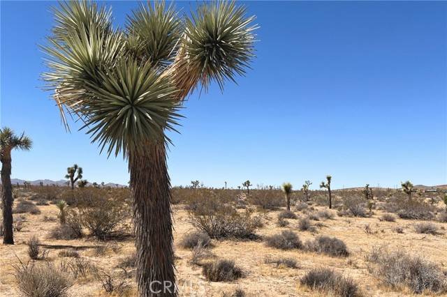 Yucca Valley, CA 92284,2814 Yucca Mesa Road