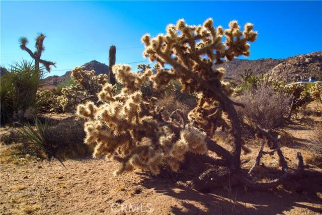 Joshua Tree, CA 92252,4444 Navajo Trail