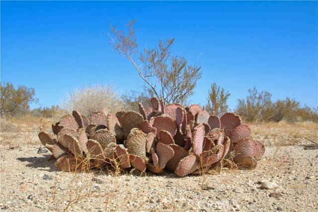 Joshua Tree, CA 92252,0 Moonlight Mesa Avenue