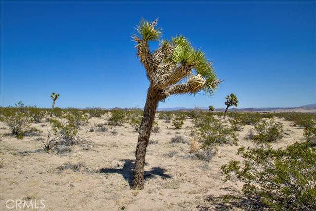 Joshua Tree, CA 92252,2625 Sunset Road