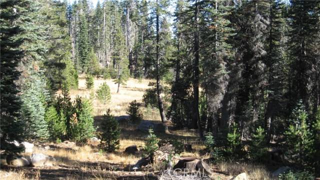 Berry Creek, CA 95972,0 sugar pine