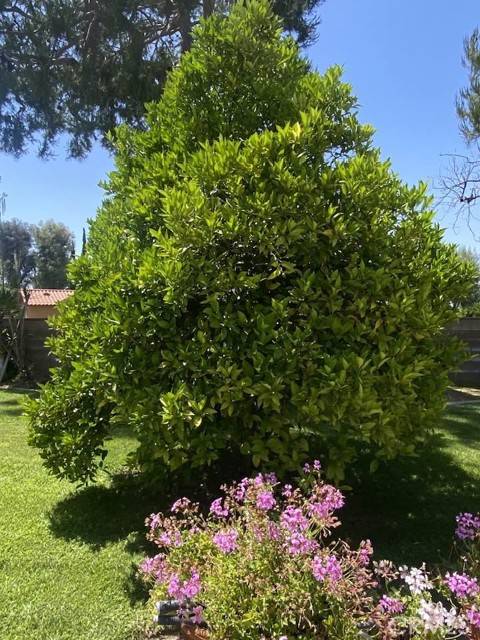 Loma Linda, CA 92354,11760 Nelson Street