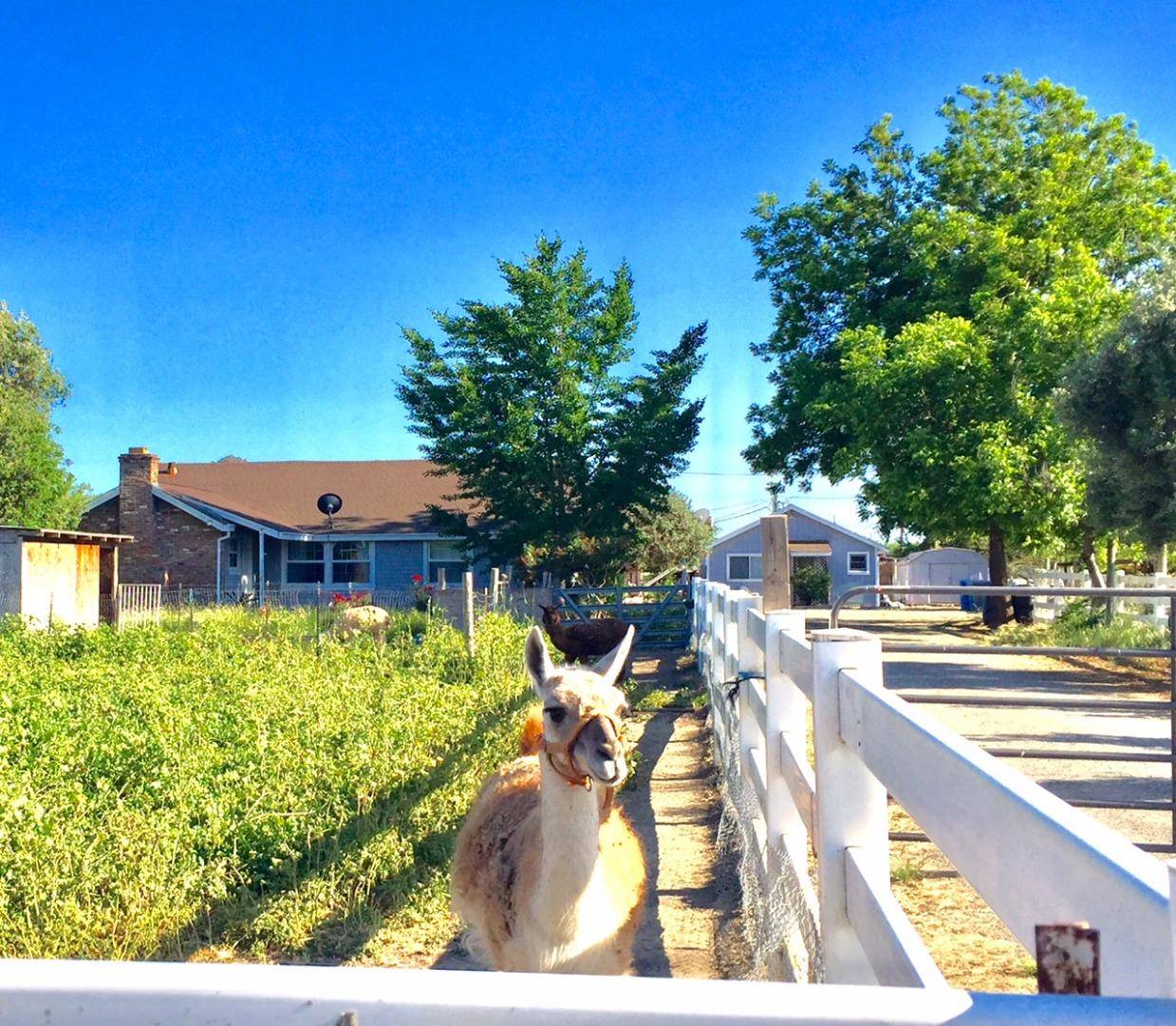 Dixon, CA 95620,6146 Reddick Lane