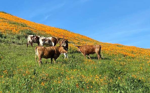 Carmel Valley, CA 93924,16205 Klondike Canyon Road