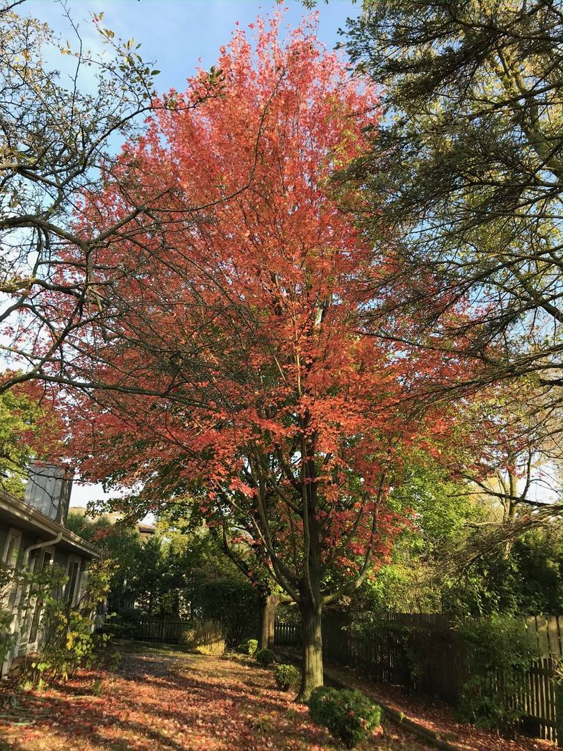 Northbrook, IL 60062,1611 Pfingsten Road