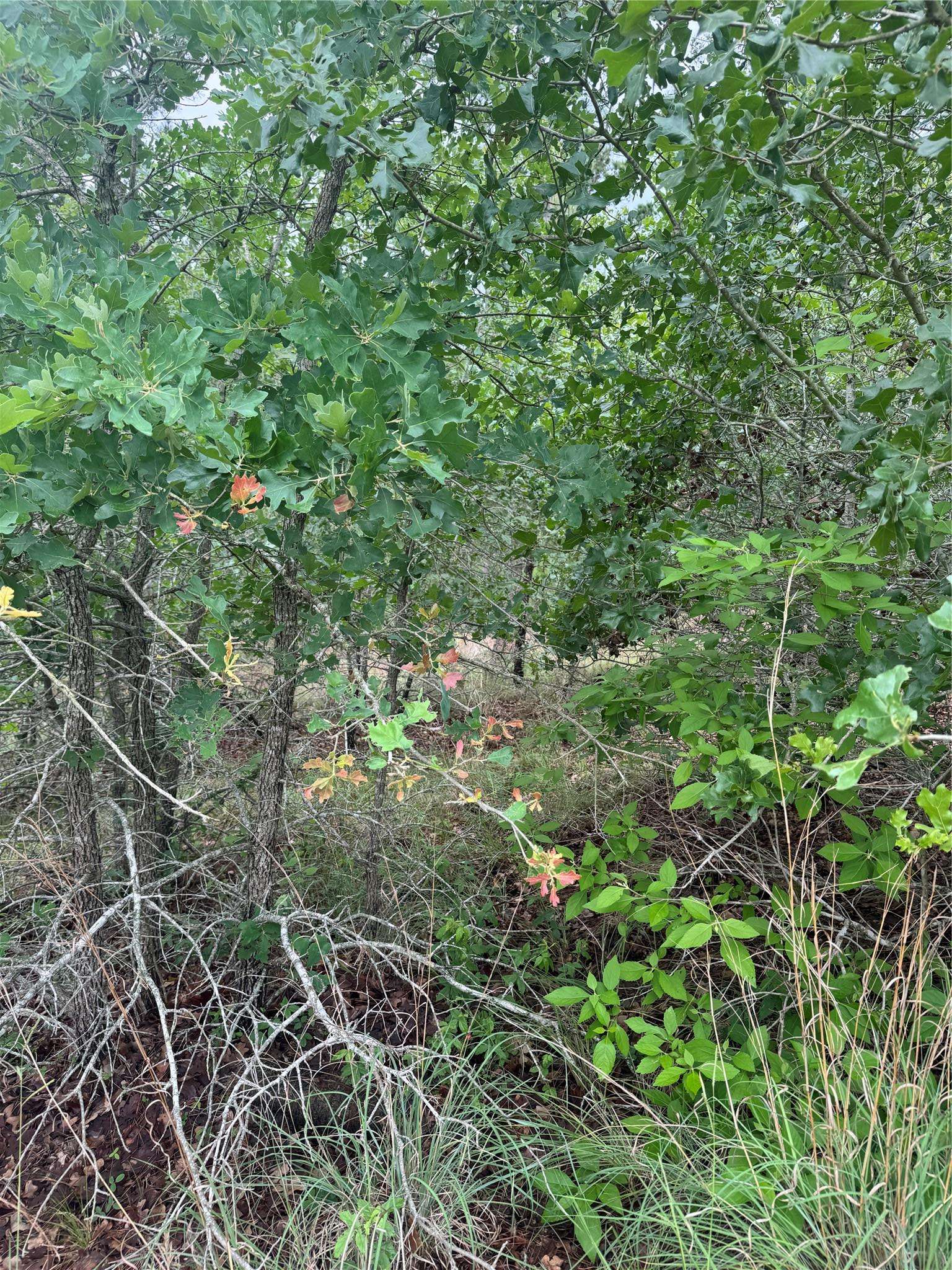 Bastrop, TX 78602,Lot 1613 Kaanapali LN