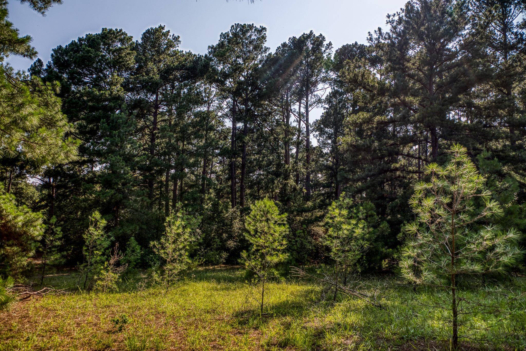 Paige, TX 78659,TBD (15.682 Acres) Stockade Ranch RD