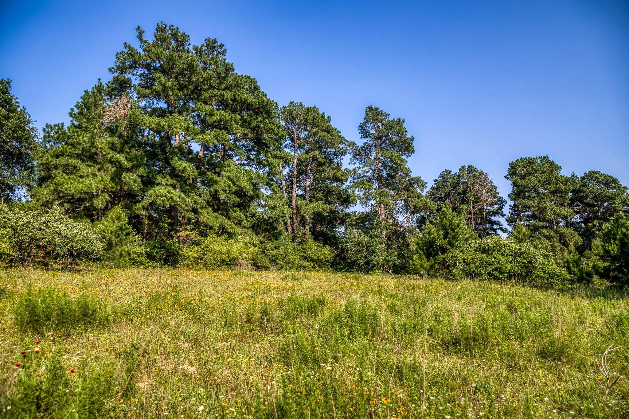 Paige, TX 78659,TBD (15.682 Acres) Stockade Ranch RD