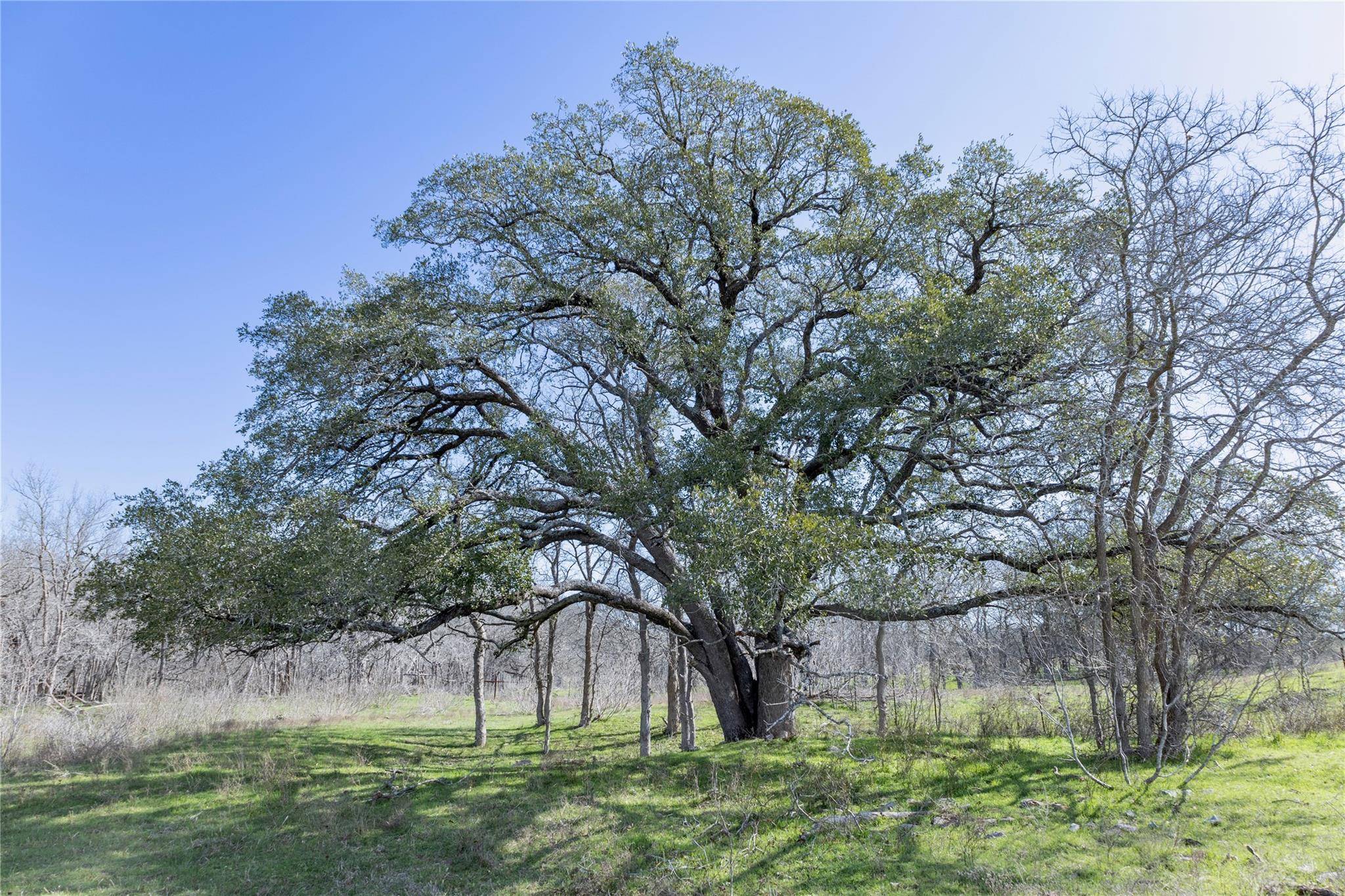 Luling, TX 78648,3270 Fm 671