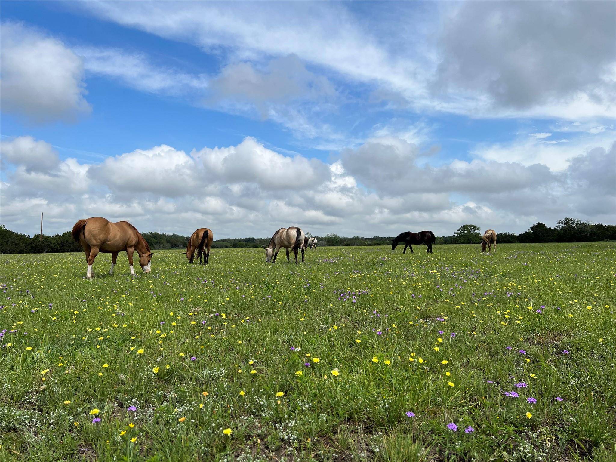 Liberty Hill, TX 78642,2055 County Road 284 parcel B - 68.33 acres