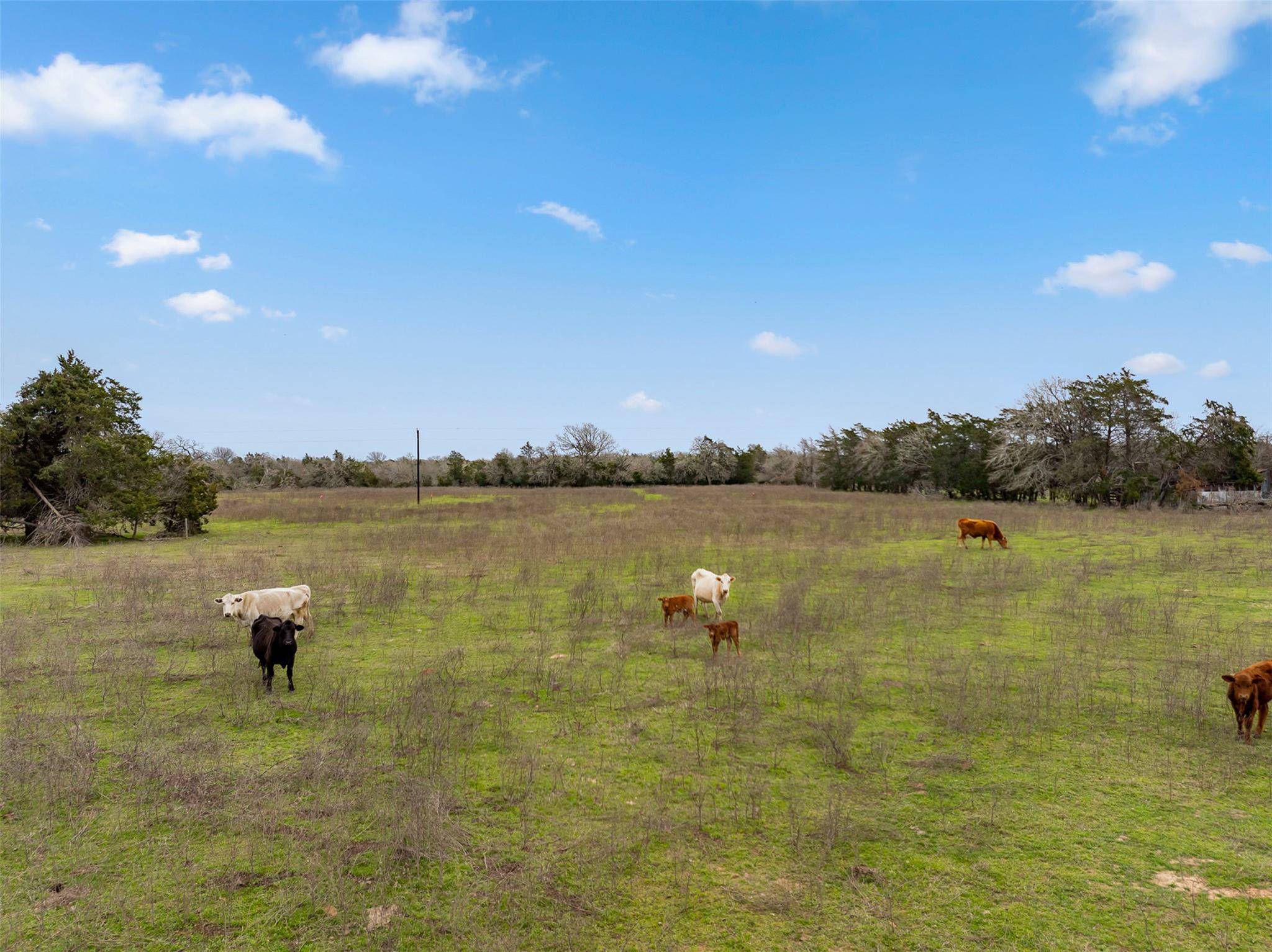 Paige, TX 78659,533 L7 Grassyville RD