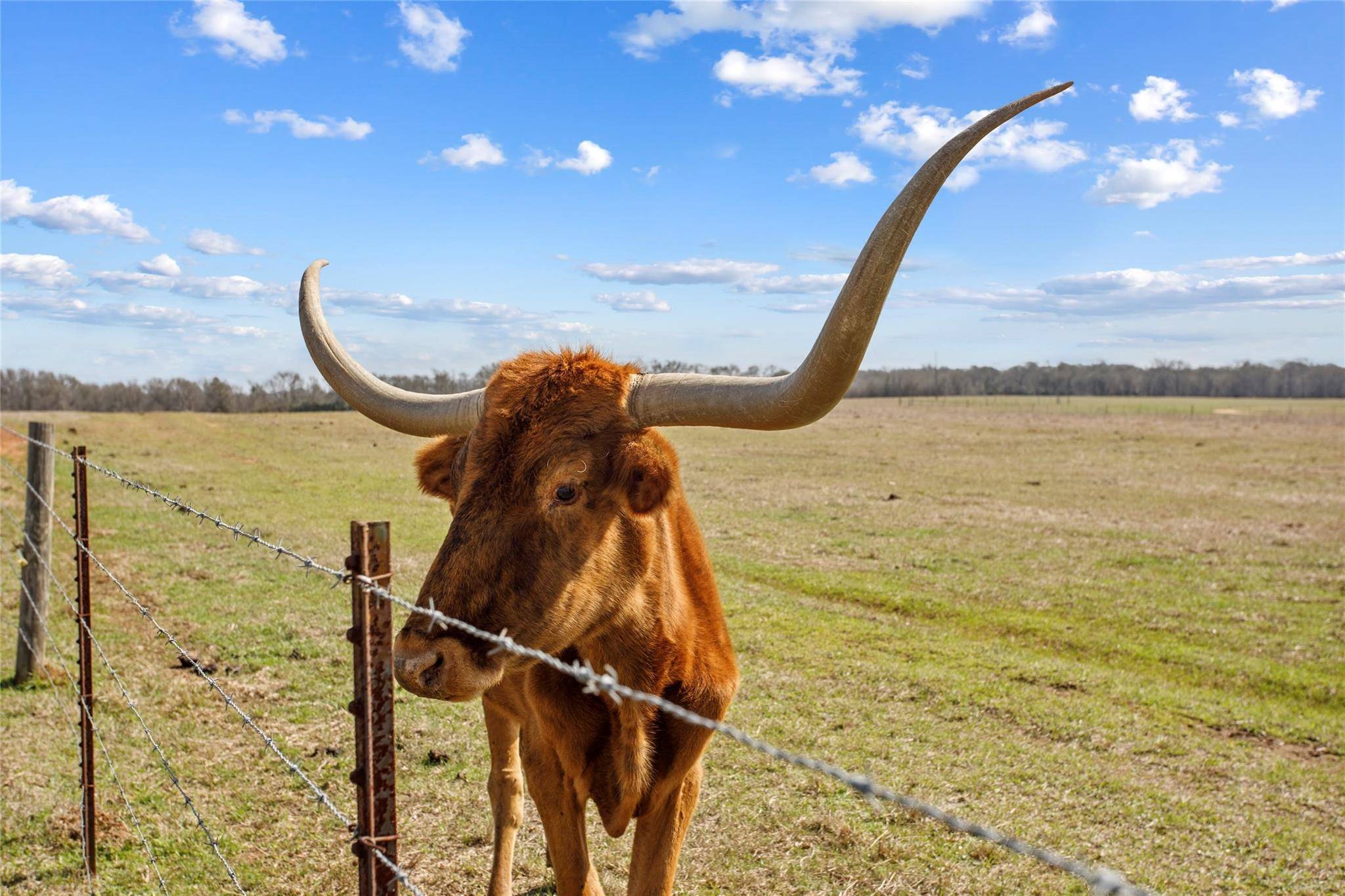 Lexington, TX 78947,TBD (15/AC) Tract 1 County Road 309