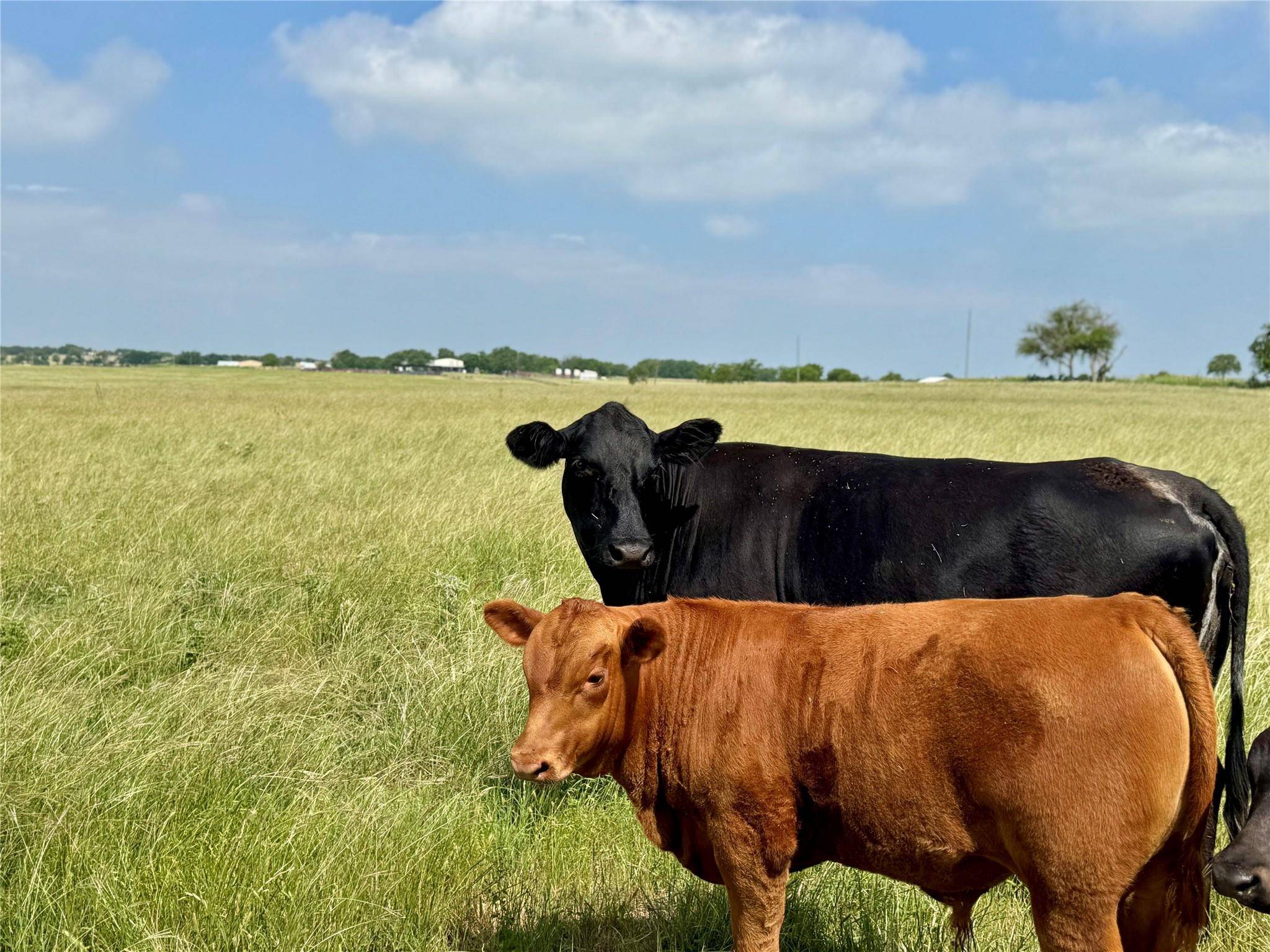 Belton, TX 76513,12 Acres Smith Dairy RD