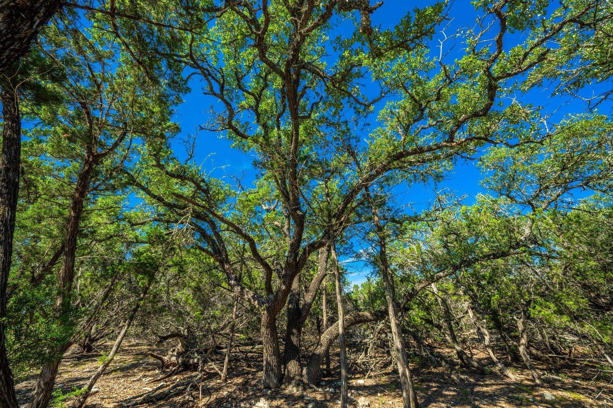 Harper, TX 78058,Rustic Ridge Gillespie Ridge