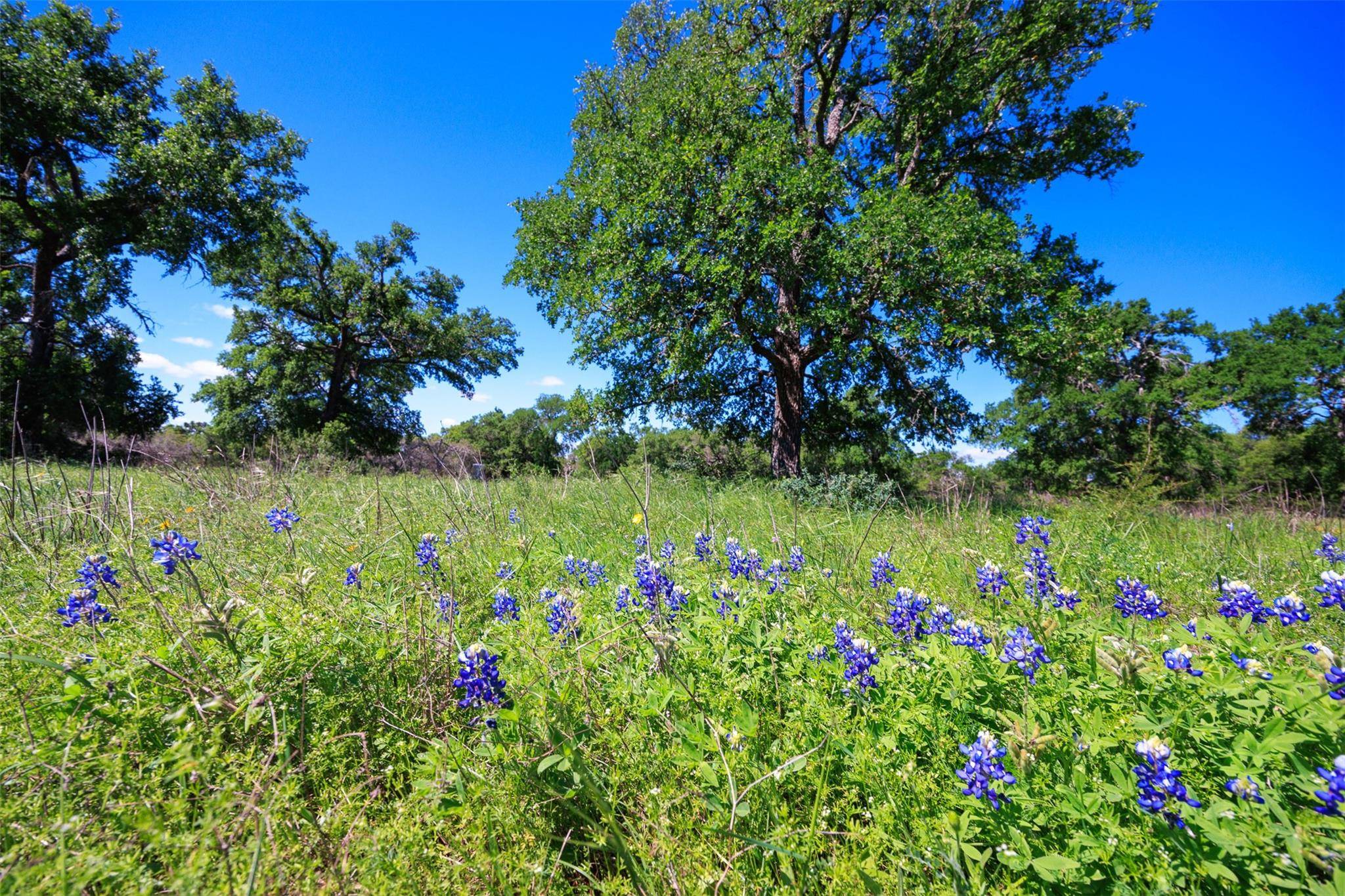 Dripping Springs, TX 78620,480 Blue Creek DR