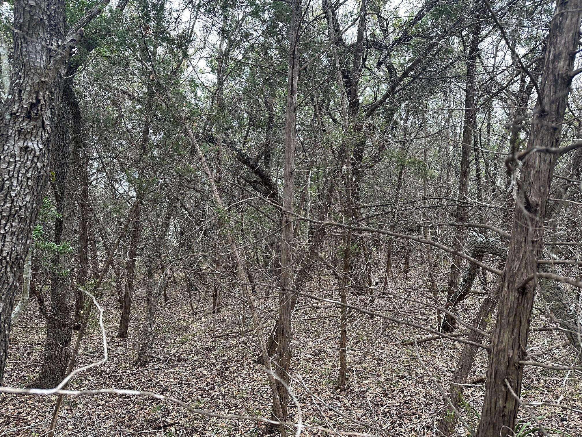 Dripping Springs, TX 78620,TBD S Sunset CYN