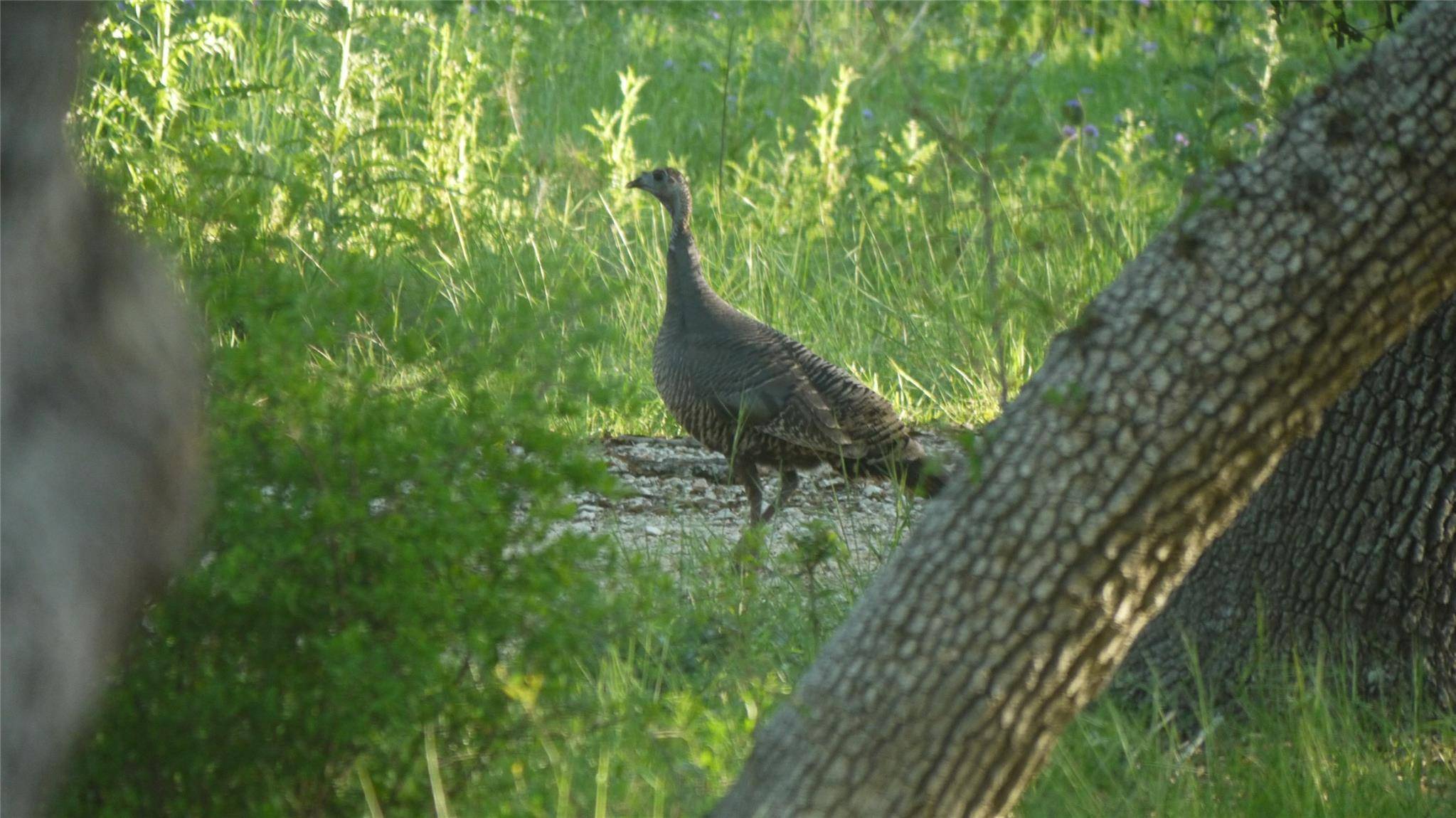 Wimberley, TX 78676,TBD S Rainbow Ranch RD