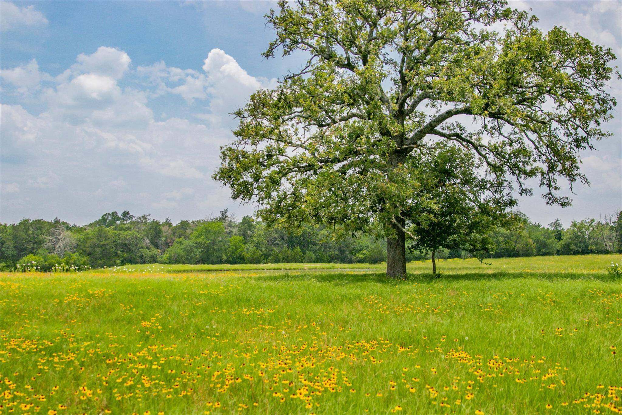 Somerville, TX 77879,Lot 31 (5.42 Acres) Legacy RD