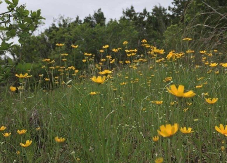 Wimberley, TX 78676,200 SIERRA LOMA