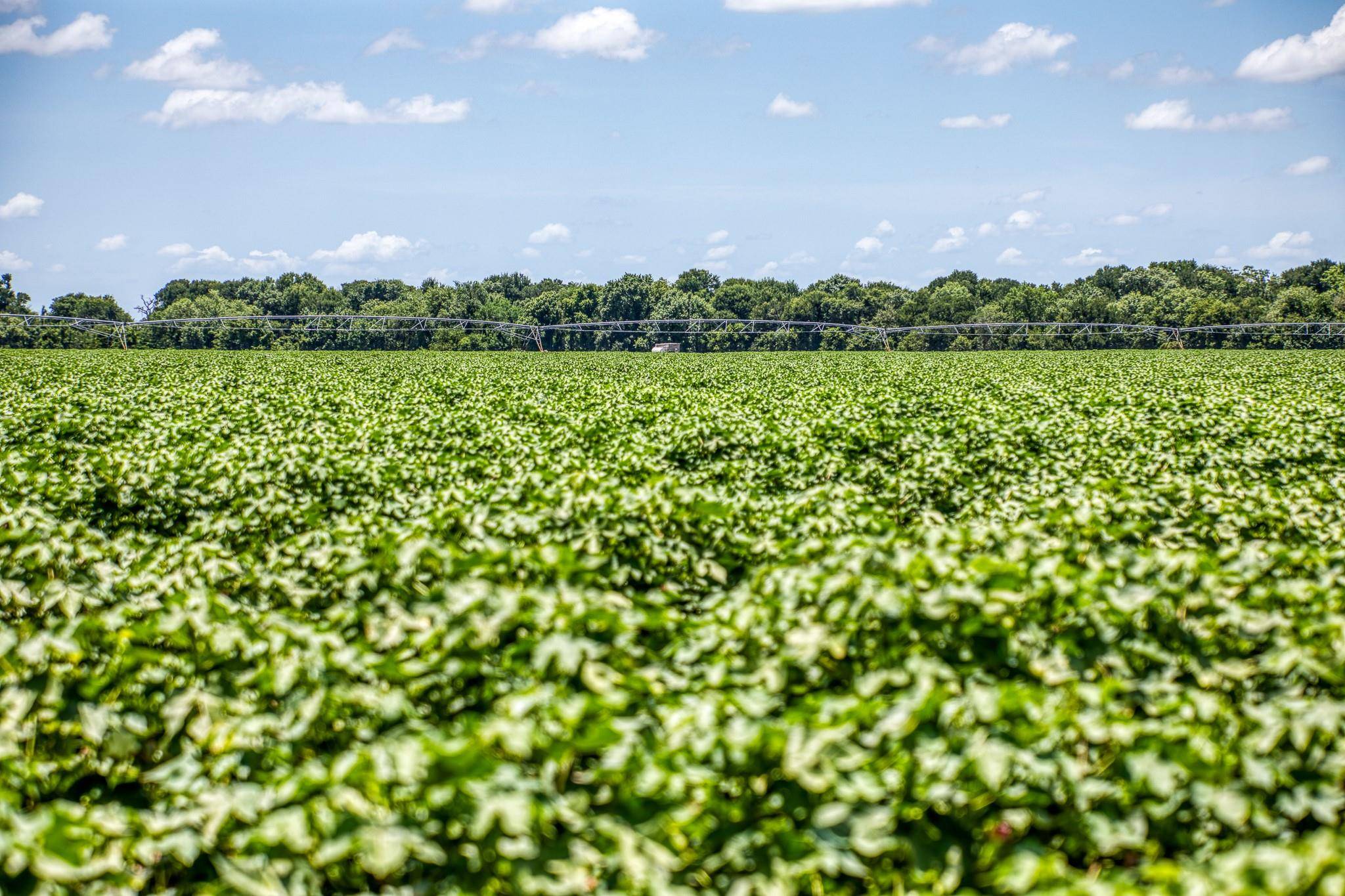 Snook, TX 77878,TBD County Road 277