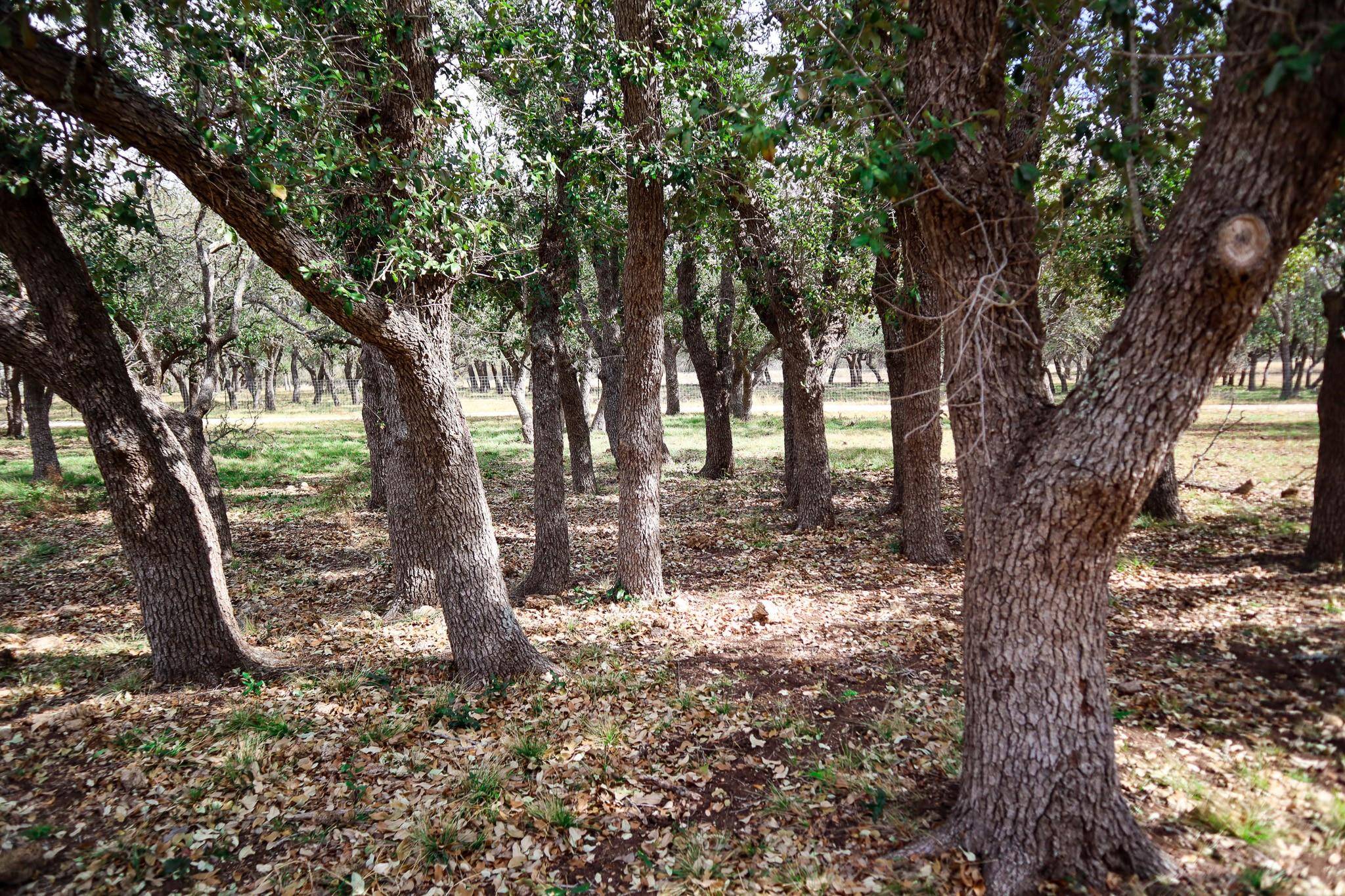 Mountain Home, TX 78058,520acres TX-41 HWY