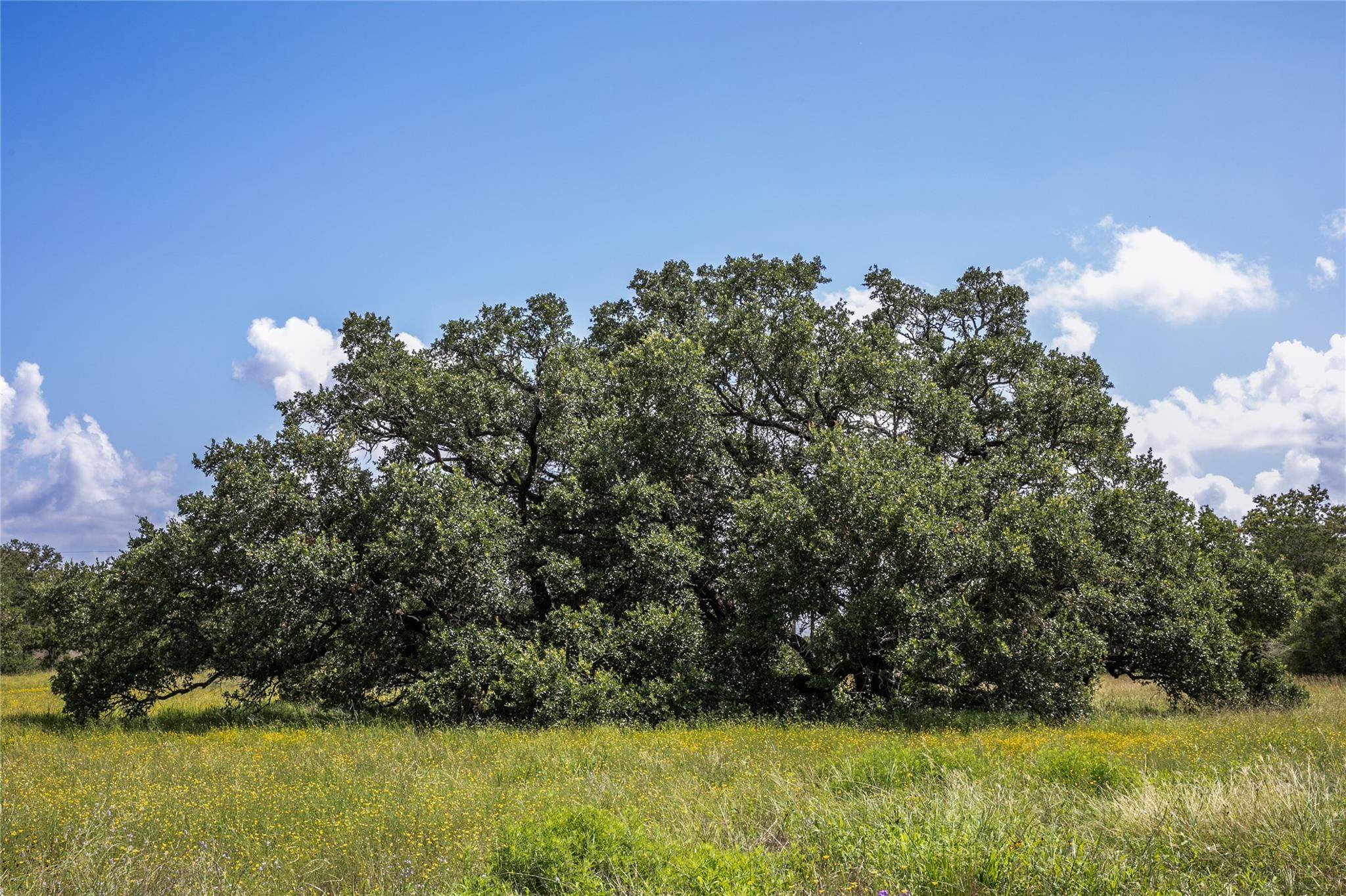 Carmine, TX 78932,4105 Lomax Harmel RD
