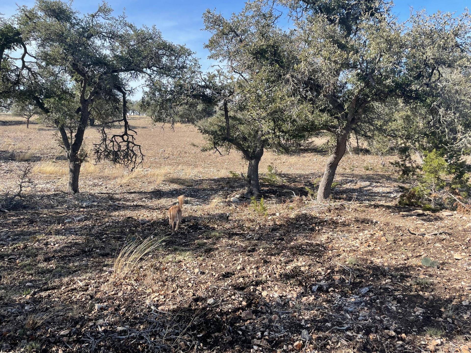 Mountain Home, TX 78058,Lot 15 Avva DR