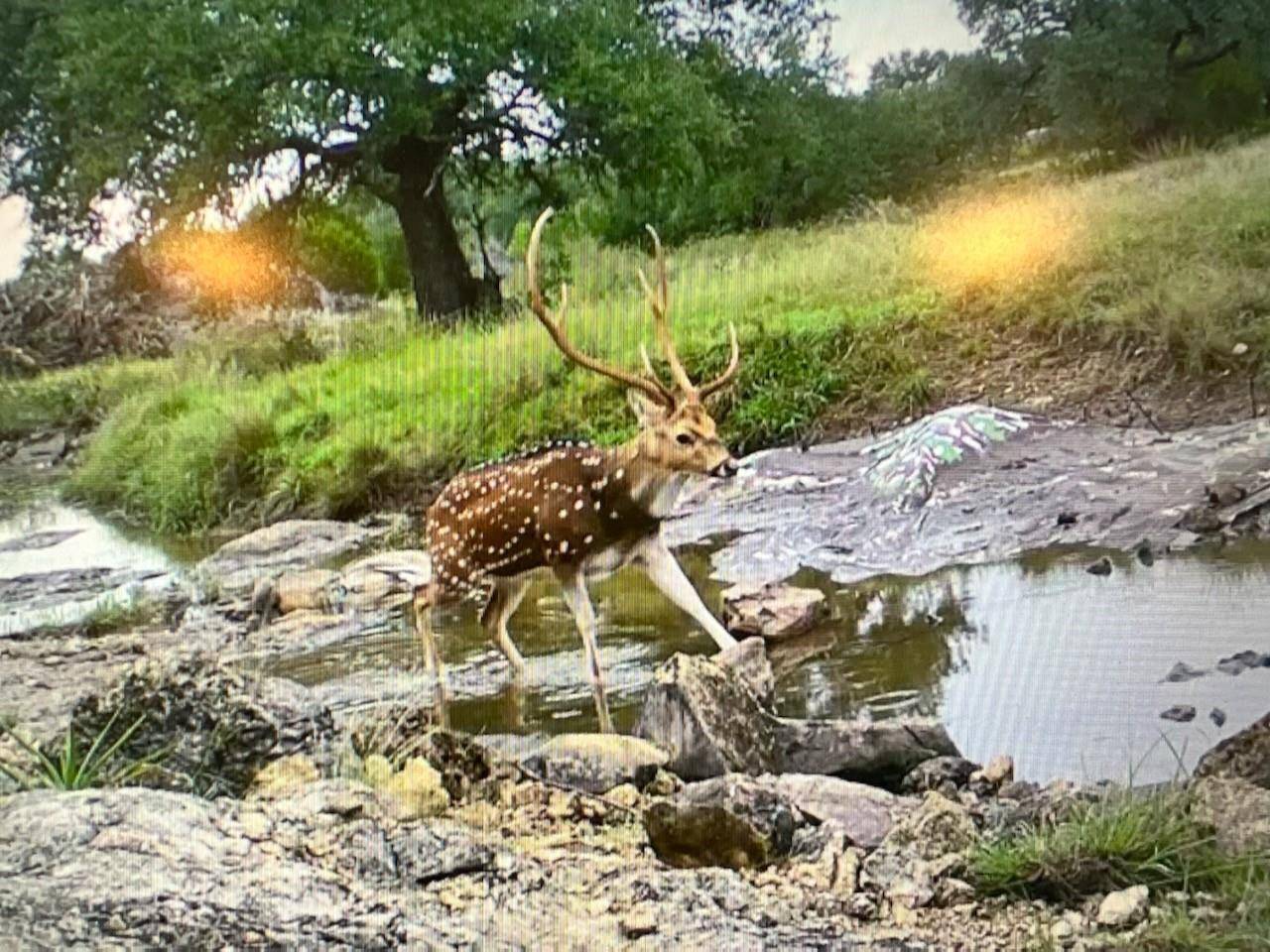 Lampasas, TX 76550,TBD Winecup DR