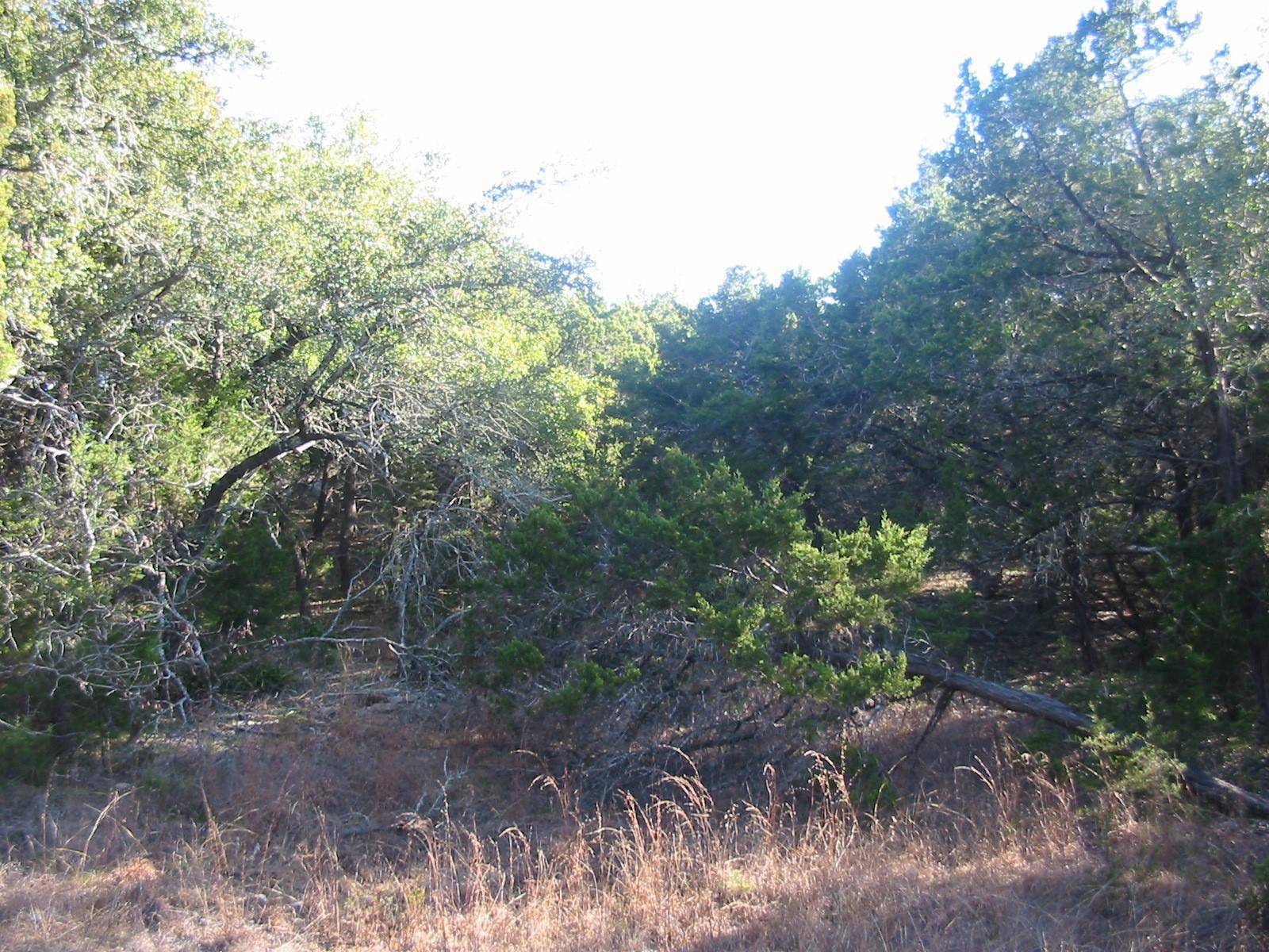 Dripping Springs, TX 78620,9604 Sisk LN