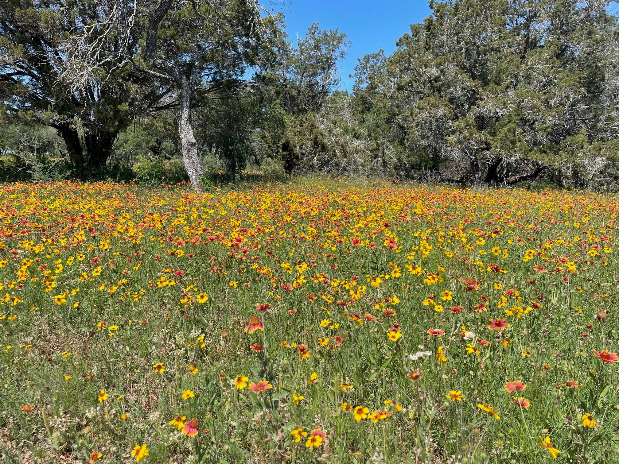 Spicewood, TX 78669,24714 Fossil TRL