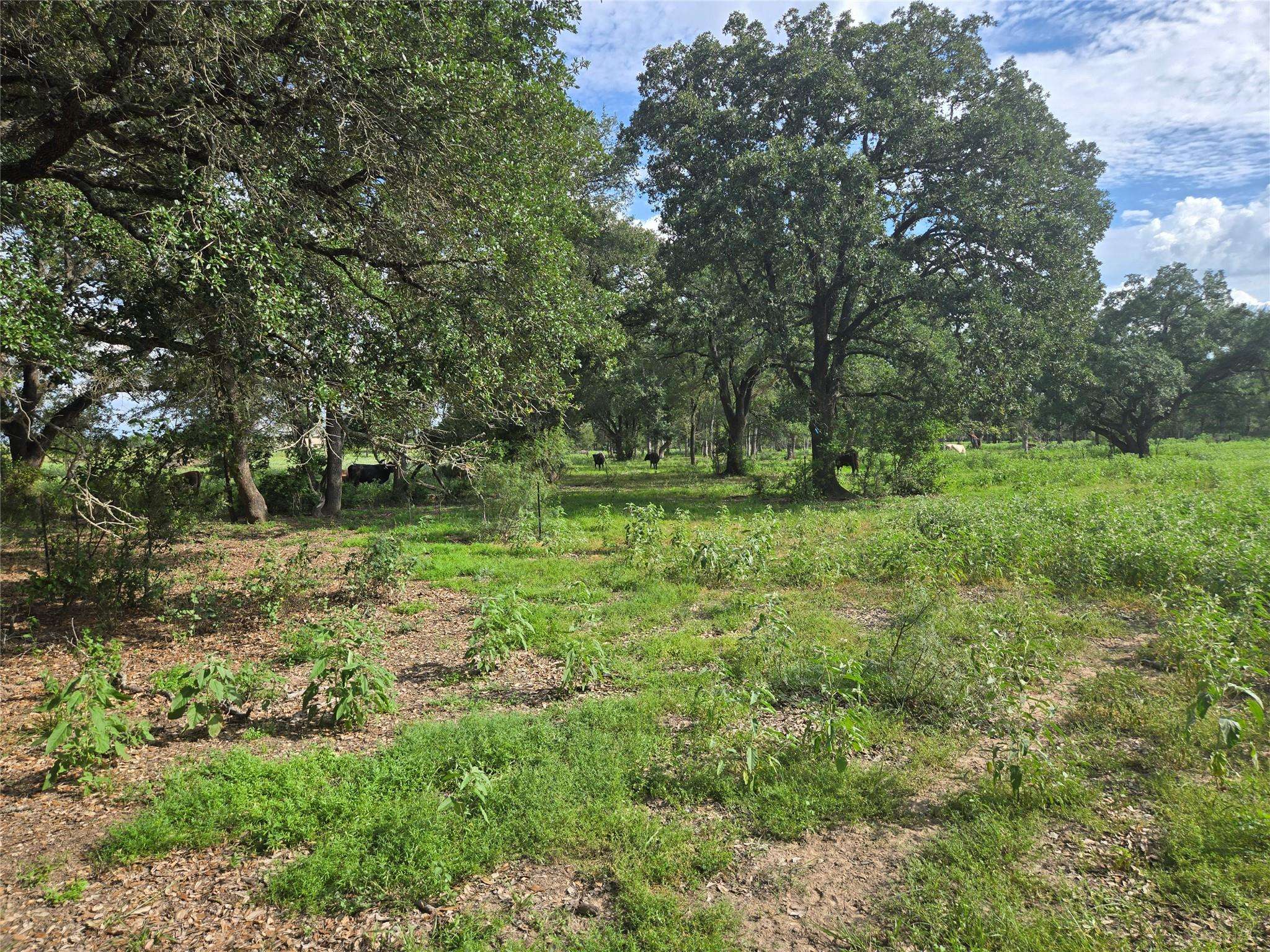 Bastrop, TX 78602,0 SH 304 RD