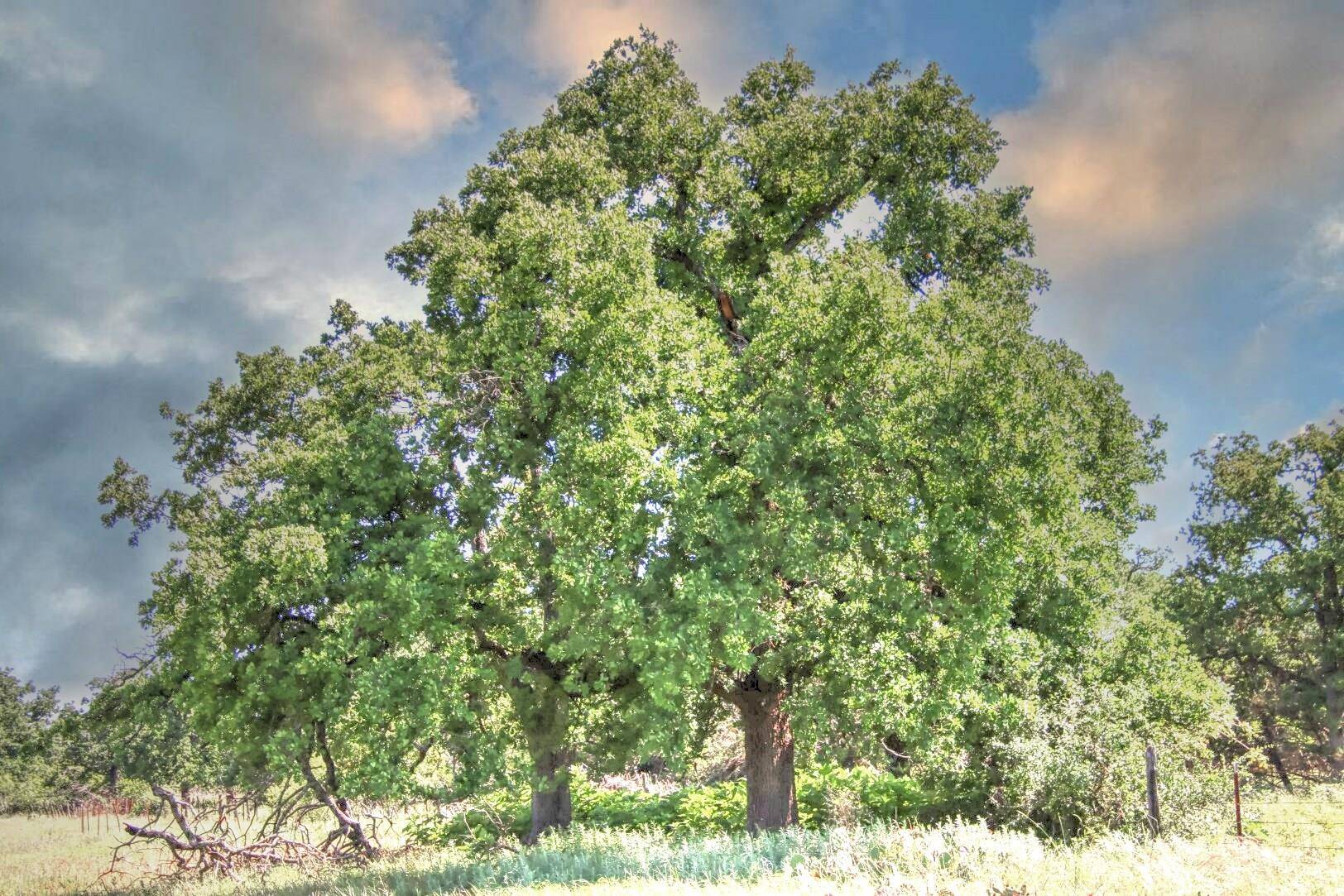 Willow City, TX 78675,Lot 4 RM 1323