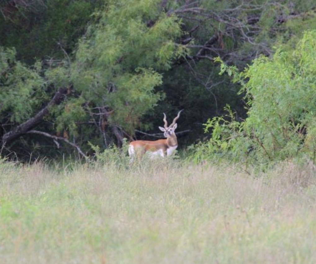 Moore, TX 78057,7103 Peck Bush RD