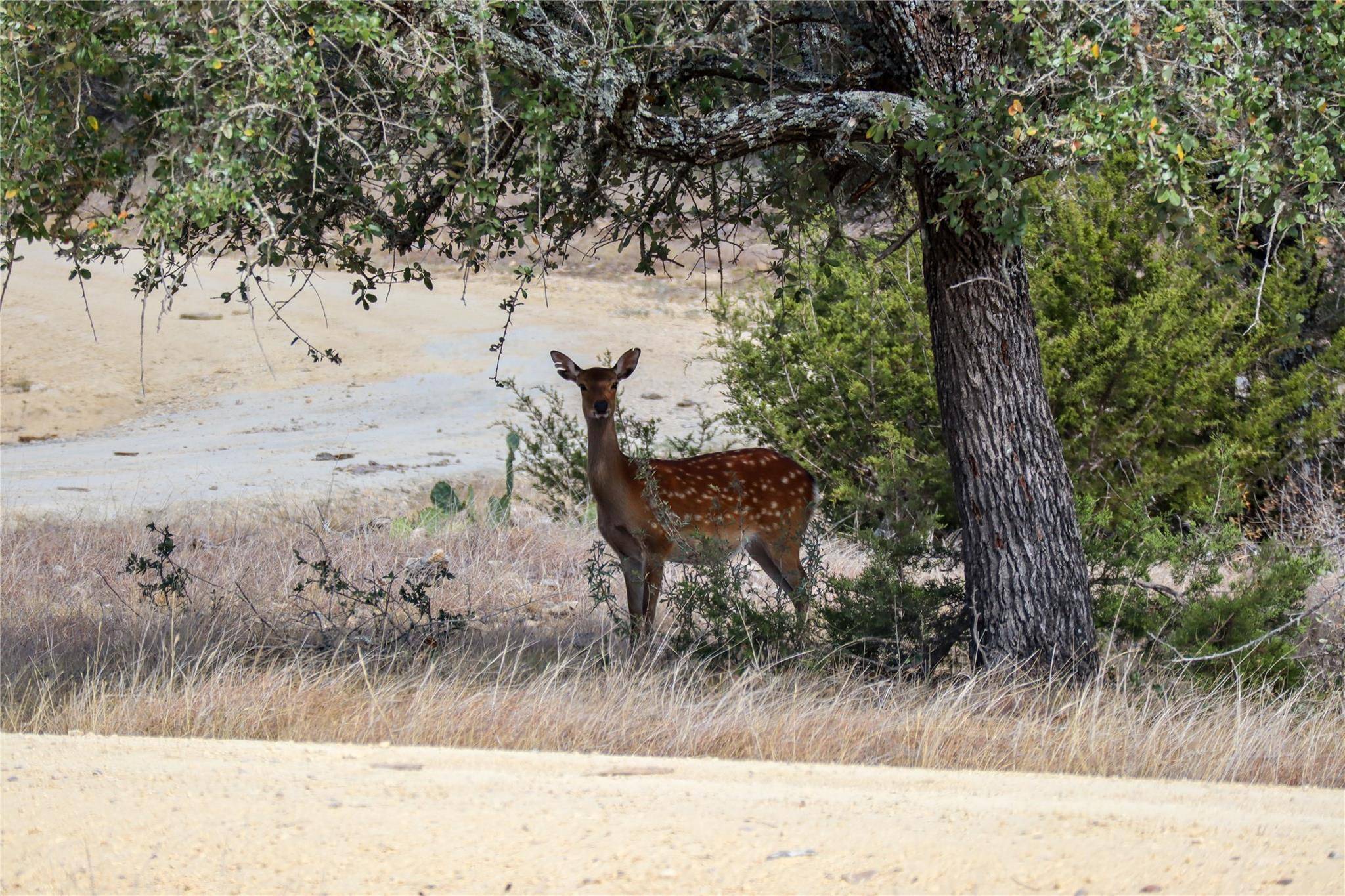 Mountain Home, TX 78058,136acres TX-41 HWY #136acres