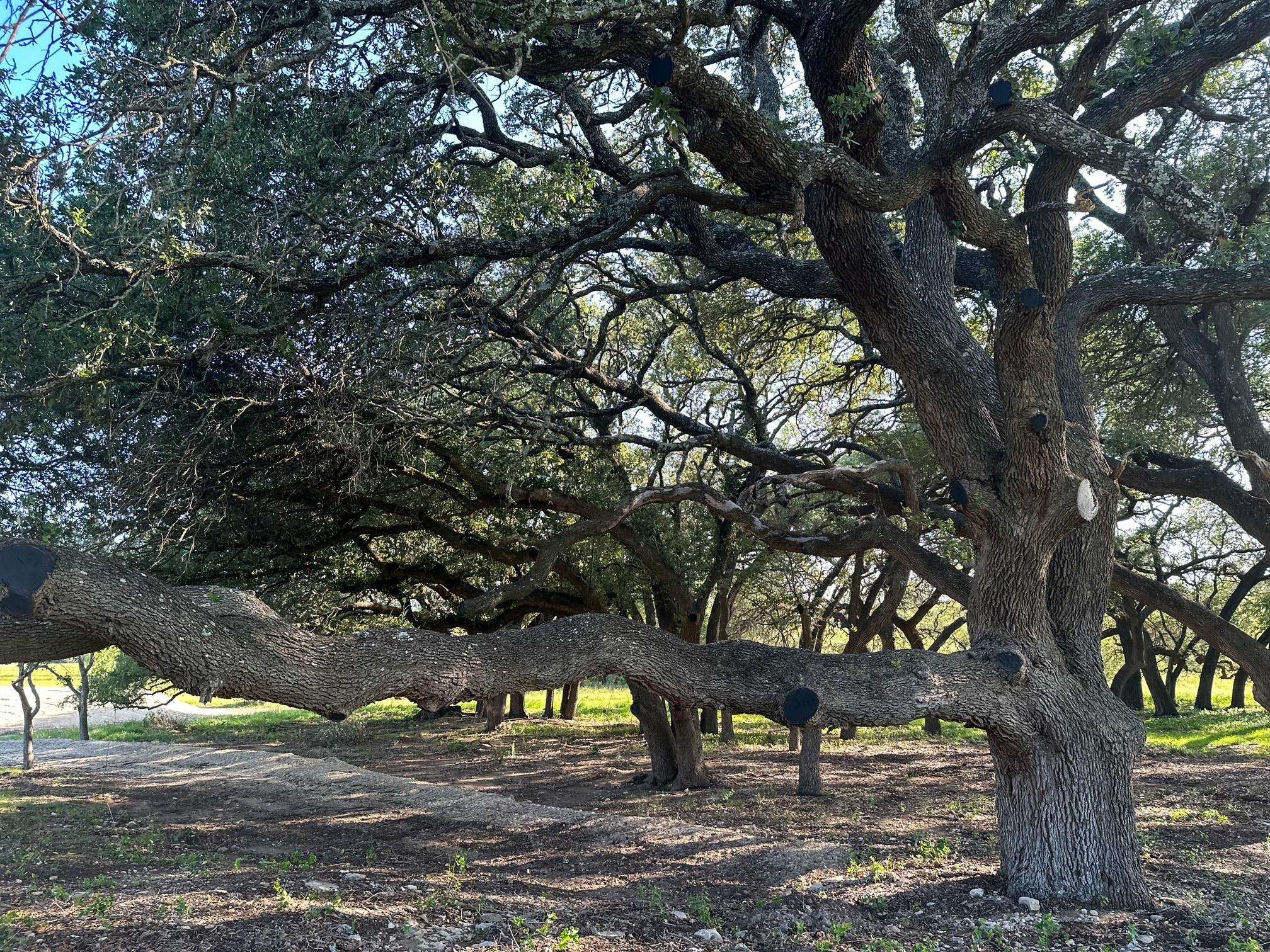 Briggs, TX 78608,0 Vaquero Vista TRL
