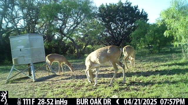 Goldthwaite, TX 76844,316 Bur Oak DR